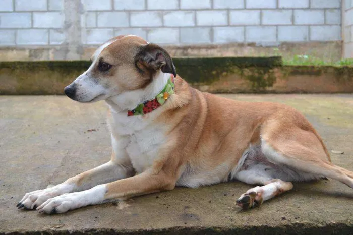Cachorro ra a SRD idade 6 ou mais anos nome CLÉO, princesa linda!