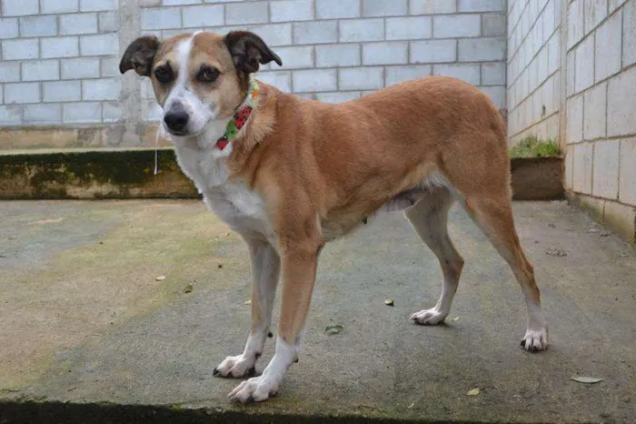 Cachorro ra a SRD idade 6 ou mais anos nome CLÉO, princesa linda!