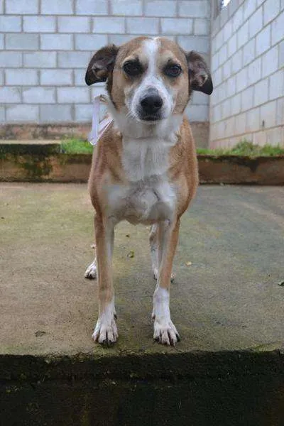 Cachorro ra a SRD idade 6 ou mais anos nome CLÉO, princesa linda!