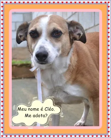 Cachorro ra a SRD idade 6 ou mais anos nome CLÉO, princesa linda!