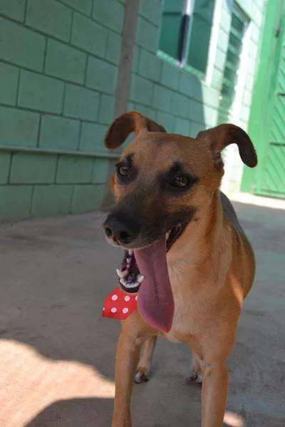 Cachorro ra a SRD idade 1 ano nome MELK, bebezão!
