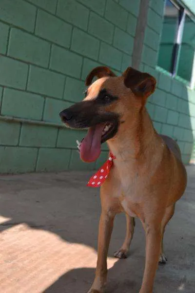 Cachorro ra a SRD idade 1 ano nome MELK, bebezão!