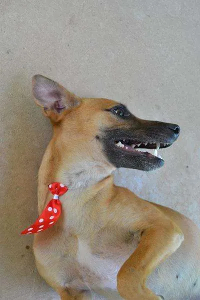 Cachorro ra a SRD idade 1 ano nome MELK, bebezão!