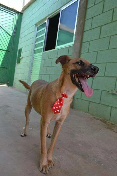 Cachorro ra a SRD idade 1 ano nome MELK, bebezão!