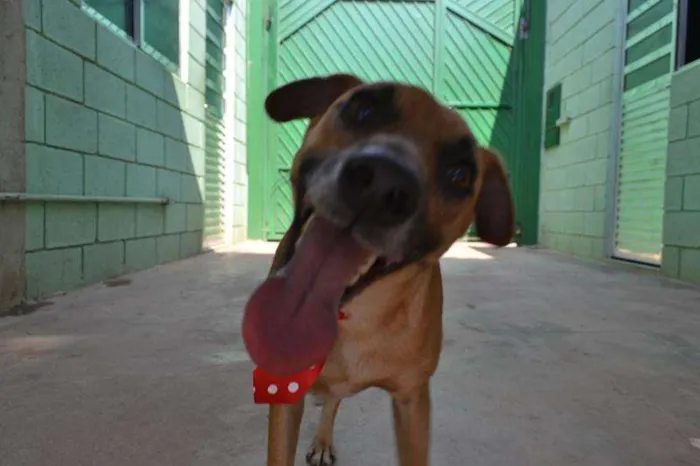 Cachorro ra a SRD idade 1 ano nome MELK, bebezão!