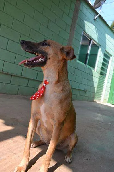 Cachorro ra a SRD idade 1 ano nome MELK, bebezão!