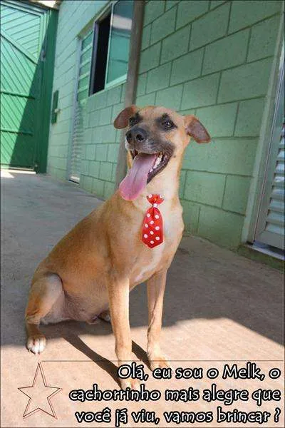 Cachorro ra a SRD idade 1 ano nome MELK, bebezão!