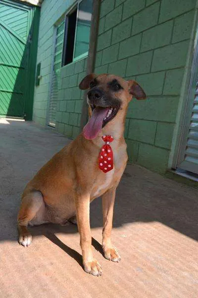 Cachorro ra a SRD idade 1 ano nome MELK, bebezão!