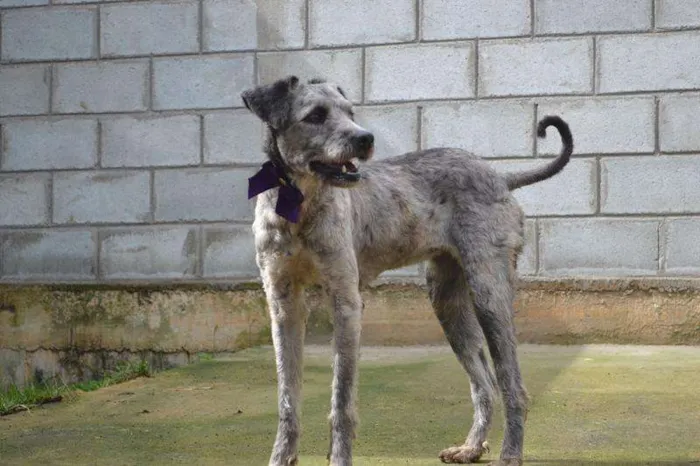 Cachorro ra a Mix Poodle idade 3 anos nome EVA, meiga e lindís