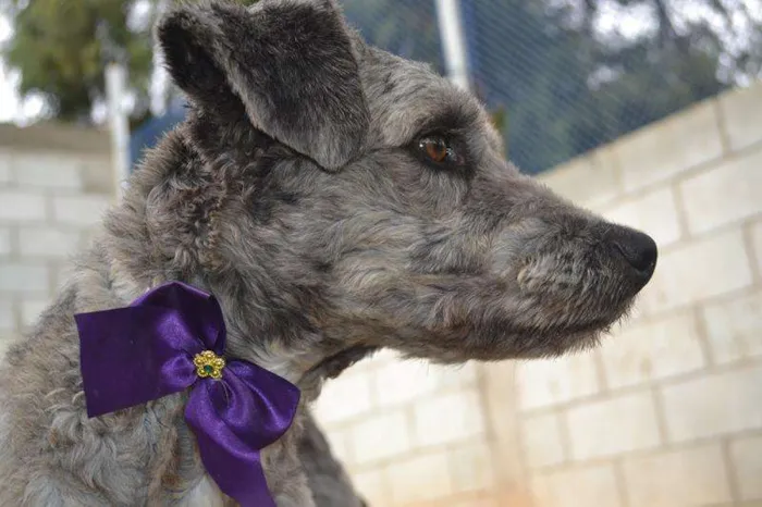 Cachorro ra a Mix Poodle idade 3 anos nome EVA, meiga e lindís