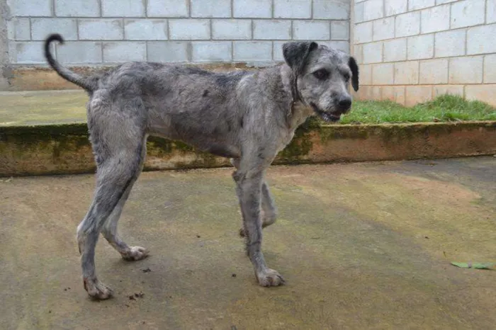 Cachorro ra a Mix Poodle idade 3 anos nome EVA, meiga e lindís