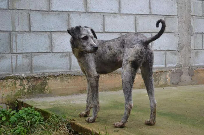 Cachorro ra a Mix Poodle idade 3 anos nome EVA, meiga e lindís