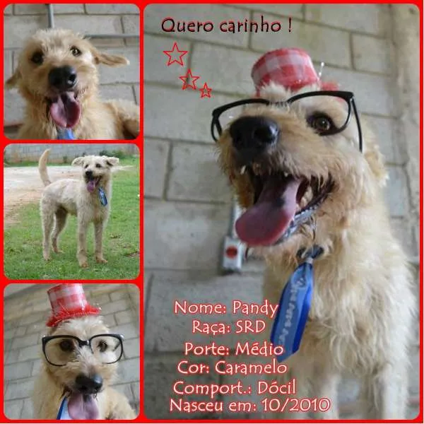 Cachorro ra a SRD idade 5 anos nome PANDY, menino lindo!