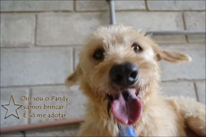 Cachorro ra a SRD idade 5 anos nome PANDY, menino lindo!