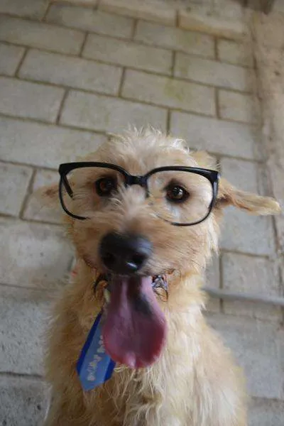 Cachorro ra a SRD idade 5 anos nome PANDY, menino lindo!