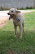 PANDY, menino lindo!