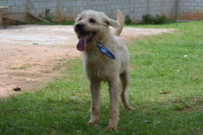 Cachorro ra a SRD idade 5 anos nome PANDY, menino lindo!
