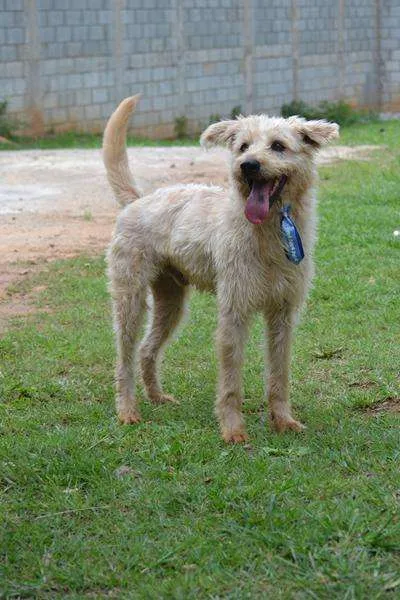 Cachorro ra a SRD idade 5 anos nome PANDY, menino lindo!