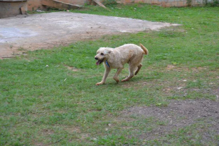 Cachorro ra a SRD idade 5 anos nome PANDY, menino lindo!