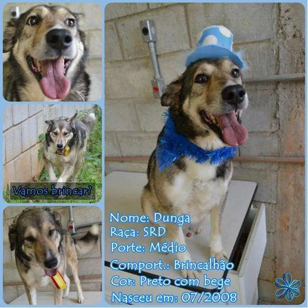 Cachorro ra a SRD idade 6 ou mais anos nome DUNGA, um Lord!