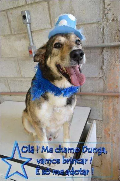 Cachorro ra a SRD idade 6 ou mais anos nome DUNGA, um Lord!