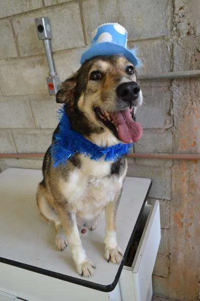 Cachorro ra a SRD idade 6 ou mais anos nome DUNGA, um Lord!