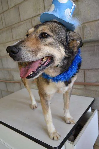 Cachorro ra a SRD idade 6 ou mais anos nome DUNGA, um Lord!