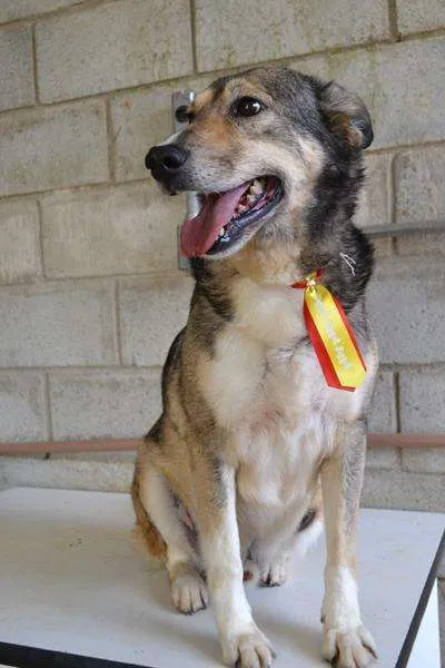Cachorro ra a SRD idade 6 ou mais anos nome DUNGA, um Lord!