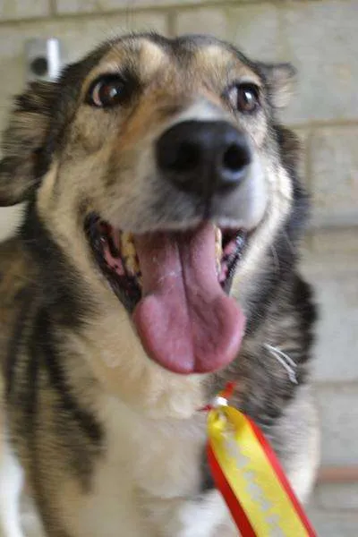 Cachorro ra a SRD idade 6 ou mais anos nome DUNGA, um Lord!