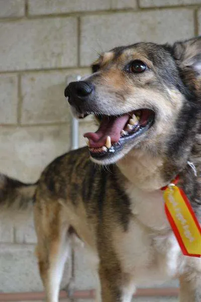 Cachorro ra a SRD idade 6 ou mais anos nome DUNGA, um Lord!