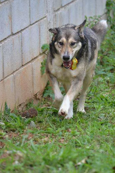 Cachorro ra a SRD idade 6 ou mais anos nome DUNGA, um Lord!