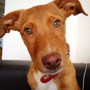 Cachorro raça VIRA LATA idade 2 a 6 meses nome MANO
