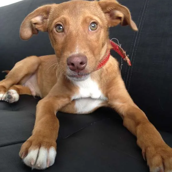 Cachorro ra a VIRA LATA idade 2 a 6 meses nome MANO