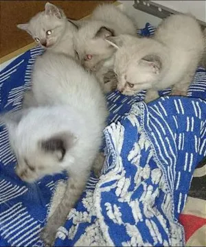 Gato raça Siamês idade Abaixo de 2 meses nome N/A