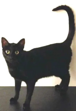 Gato raça Vira Lata idade 1 ano nome Pantera