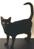 Pantera