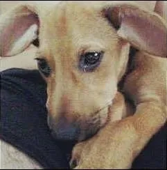 Cachorro ra a  idade 2 a 6 meses nome Sem nome