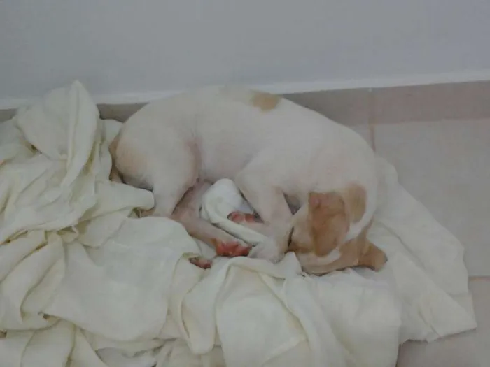 Cachorro ra a  desconhecida idade 2 a 6 meses nome sem nome