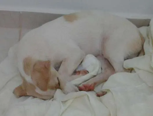 Cachorro ra a  desconhecida idade 2 a 6 meses nome sem nome