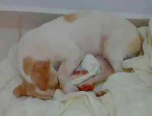 Cachorro raça  desconhecida idade 2 a 6 meses nome sem nome