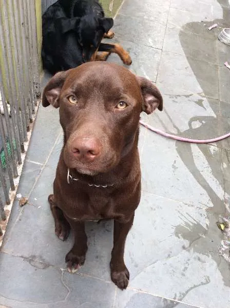 Cachorro ra a Labrador idade 1 ano nome Thor GRATIFICA