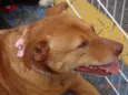 MABEL - MIX DE PIT