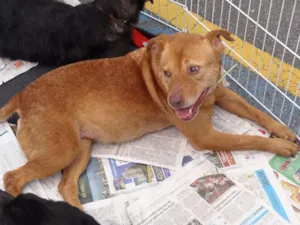 Cachorro raça SRD idade 2 anos nome MABEL - MIX DE PIT