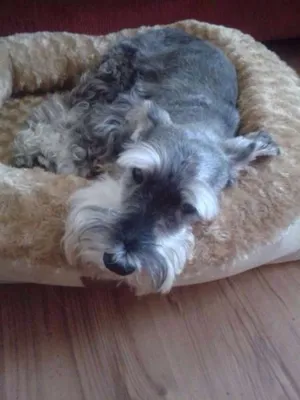 Cachorro raça Shnauzer idade 6 ou mais anos nome Shnauzer