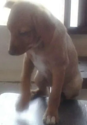 Cachorro raça Vira lata idade Abaixo de 2 meses nome Lulu