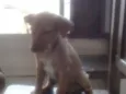 Lulu