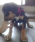 Lulu