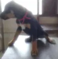Lulu