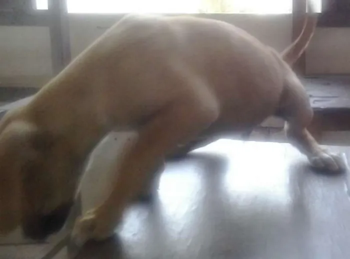 Cachorro raça Vira lata idade Abaixo de 2 meses nome Lulu