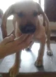 Lulu